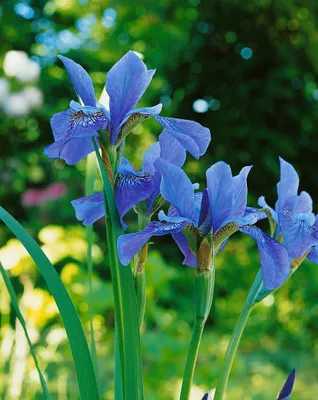 Produktbild von Iris sibirica 'Blue King', Sibirische Schwertlilie, blau, ca. 11x11 cm Topf