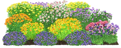 Produktbild von Dehner BioStauden-Set Es wird durchgeblüht, je 3x 8 verschiedene Gartenstauden, insgesamt 24 mehrjährige Pflanzen, je 3-20 cm, Ø Topf je 9 cm, gelb / rot / orange / rosa / lila / grün