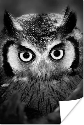 Produktbild von MuchoWow® Poster Vogel - Eule - Porträt - Schwarz - Weiß 120x180 cm - Kunstposter