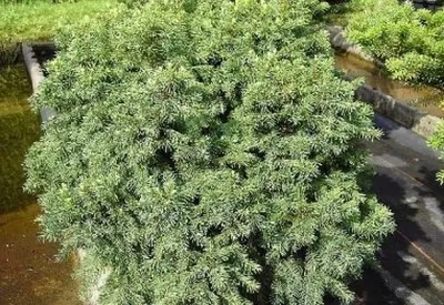 Produktbild von Igelfichte - Picea abies Echiniformis 20-25cm