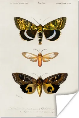 Produktbild von MuchoWow® Poster Schmetterling - Vintage - Insekten 80x120 cm - Papierdruck
