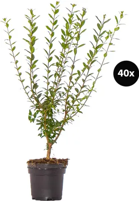 Produktbild von Dehner Gemeiner Liguster, Ligustrum vulgare, für 10 Meter Hecke, ca. 60-100 cm, 40 x 3 l Topf, Heckenpflanze