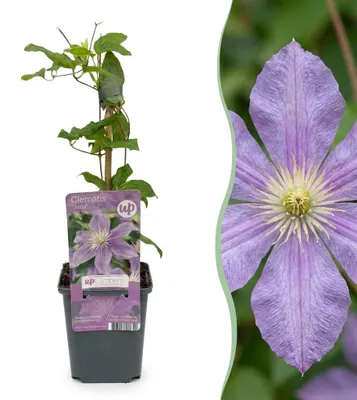 Produktbild von Green boutiQ - 2x Clematis Justa - Waldrebe Justa - Hellblau - Kletterpflanze - Ø9cm - ↕35cm, KI-generiertes Bild