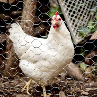 Image de Fil de poule, en fer galvanisé durable, polyvalent pour les clôtures, argenté