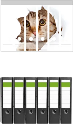 Produktbild von Wallario 6 Stück breite Ordner inkl. Klebeetiketten mit Motive Katze mit Blick nach vorn -  Set mit Rückenschildern / Ordnerrücken Stickern
