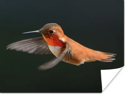 Produktbild von MuchoWow® Poster Kolibri - Federn - Schwarz 40x30 cm - Plakate für die Wände - Poster Wohnzimmer