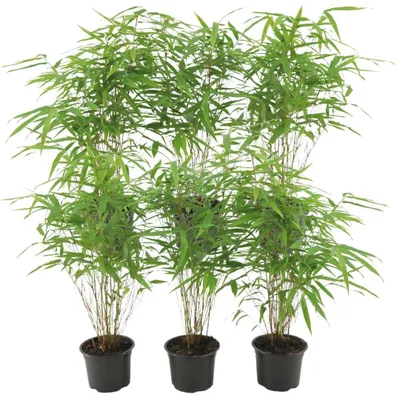 Produktbild von Plants by Frank | 6 Bambus Pflanzen | Fargesia Rufa | Gartenpflanzen | Gräser | Winterhart | Gartenpflanzen