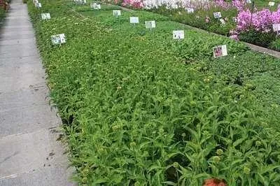 Produktbild von 6 x  Echinacea purp. 'Harvest Moon'® - Sonnenhut - Topf 9 x 9 cm