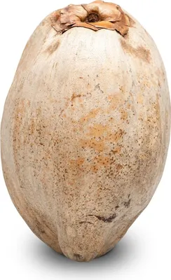 Produktbild von Bräunliches, unversehrtes dekoratives Naturprodukt, ca. 20cm, aus Indien