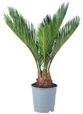 Produktbild von Palmfarn 6+ Wedel - pflegeleichte Zimmerpflanze, Cycas revoluta - Höhe ca. 25 cm, Topf-Ø 12 cm