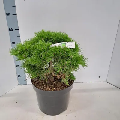 Zdjęcie produktu dla Pinus densiflora 'Low Glow' – sosna japońska | 40–50 cm w doniczce