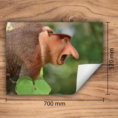 Produktbild von DarHaus Herdabdeckplatte 70x52 cm Anti Rutsch Matte Aufrollbar, Affen - Wald