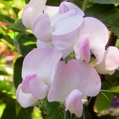 Produktbild von 6 x Platterbse Rosa Perle - Lathyrus latifolius 'Pink Pearl' | Topf 9x9 cm