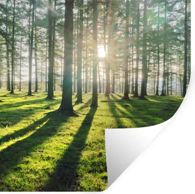 Produktbild von MuchoWow® Wandtattoo Wandsticker Wandaufkleber Bäume - Natur - Wald 100x100 cm Selbstklebend und Repositionierbar - Wierderverwendbar - Selbstklebend