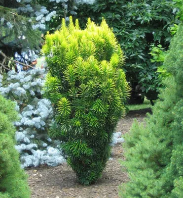 Produktbild von Säulenkopfeibe 'KOREAN GOLD' 20-30 cm, Cont. 2,5 l