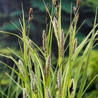 Obrázek produktu pro 6 x Carex riparia - ostřice pobřežní - květináč 9 x 9 cm
