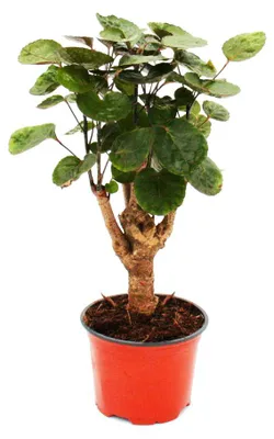 Obrázek produktu pro Aralie lesklá – Polyscias scutellaria Fabian – nenáročná pokojová rostlina – 12cm květináč
