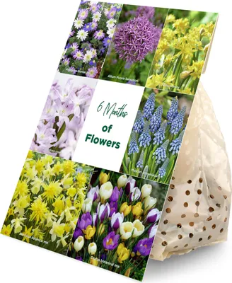 Produktbild von Mischung aus 100 - 6 Monate alten Blumen - Farbmischung - Mischung aus 7 Sorten - Blumenzwiebeln - Frühlingsblüte - Wächst von 5 bis 90 cm