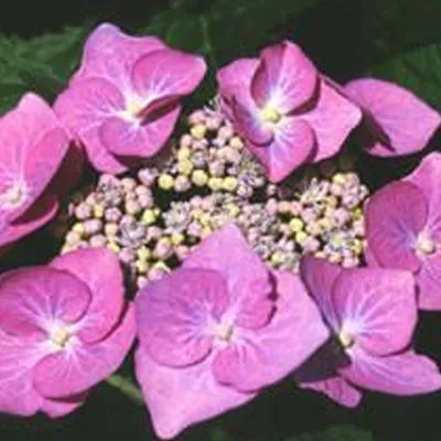 Obrázek produktu pro Hortenzie  - Hydrangea 'Teller Rose'  | 40-60 cm v kontejneru