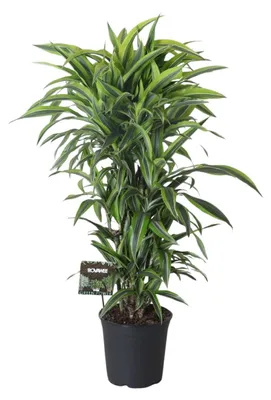 Image de Dracaena Fragrans Lemon Lime Branched - 110-120cm - Ø27cm - Plante d'intérieur - Vert persistant