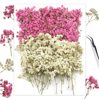 120 getrocknete Schleierkrautblüten weiß/rosa, Mini-Trockenblumen zum Basteln