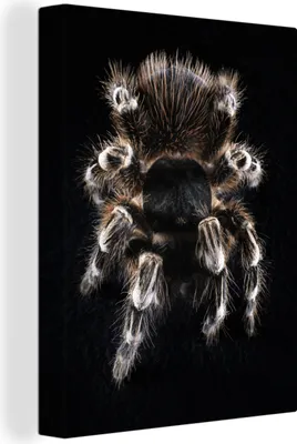 Produktbild von MuchoWow® - Leinwandbilder - Vogelperspektive einer Vogelspinne, Wandbild, Wanddeko Bilder Wohnzimmer, 60x80cm