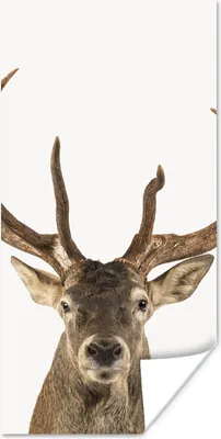 Produktbild von MuchoWow® Poster Hirsche - Tiere - Geweihe - Kinder - Jungen 20x40 cm - Plakat - Foto
