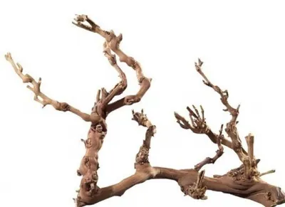Produktbild von HOBBY Terraristik Weinreben Wurzel Jumbo, Fingerwurzeln, Holz, 1 Stück(e), 700 mm
