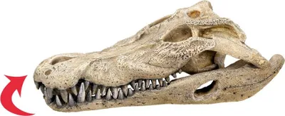 Produktbild von Nobby Krokodil Schädel, Beige, Frischwasser, Salzwasser, 1 Stück(e), 260 mm, 140 mm, 90 mm