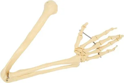 Obrázek produktu pro Anatomický model ruky a předloktí pro výuku a demonstraci.