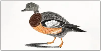 Produktbild von Coloray Bild aus Leinwand 100x50 Leinwand Dekoration - Tier Vogel