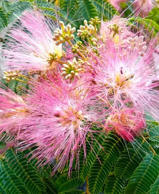 Produktbild von Seidenakazie Albizia Julibrissin Tropical Dream Schlafbaum 100 - 125 cm