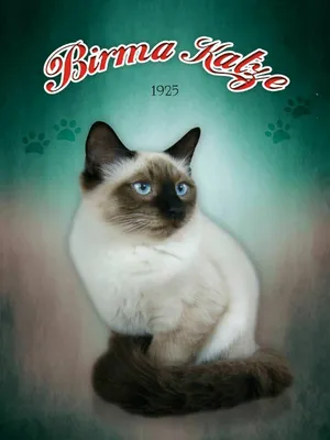 Produktbild von vianmo Holzschild 40x30 cm Katze Birma Katze 1925