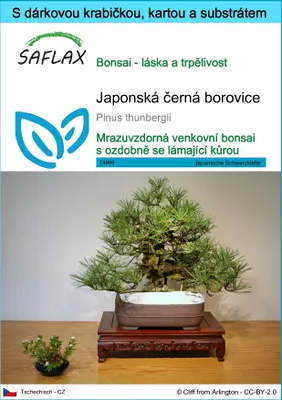 Obrázek produktu pro SAFLAX Dárková sada - Japonská černá borovice - Pinus thunbergii - 30 Semena - S dárkovou krabičkou, přepravním štítkem, dárkovou kartou a pěstebním médiem