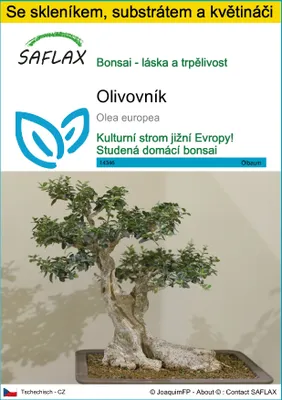 Obrázek produktu pro SAFLAX Kultivační sada - olivovník - Olea europea - 20 Semena - S mini skleníkem, pěstebním substrátem a 2 květináči