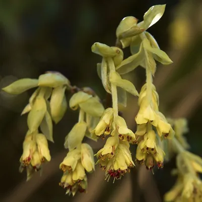 Obrázok produktu pre Nízka lieska - Corylopsis pauciflora | 60-80 cm v nádobe