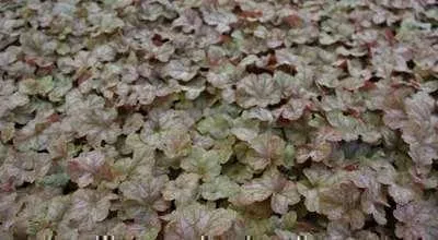 Immagine prodotto di 6 x Heuchera hybr. 'Pinot Gris' - Campane viola - Vaso da 9 x 9 cm