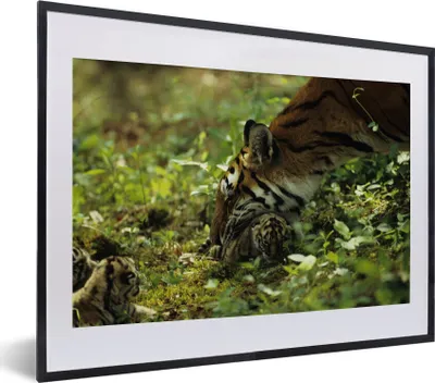 Produktbild von MuchoWow® MuchoWow® Gerahmtes Poster Tiger - Pflanzen - Jungtier 40x30 cm - Poster mit zchwarzem Bilderrahmen - Bilderrahmen - Poster im Rahmen