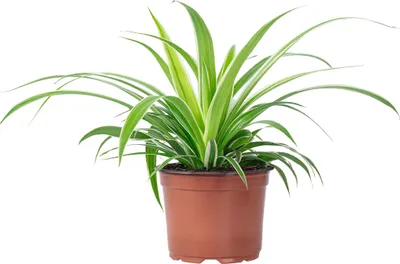Produktbild von Grünlilie 'Ocean' - pflegeleichte Zimmerpflanze, Chlorophytum Comosum - Höhe ca. 20 cm, Topf-Ø 12 cm