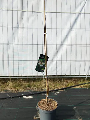 Produktbild von Asimina triloba 'Prima 1216' 110-140 cm Indianerbanane selbstfruchtend Pawpaw Dreilappige Papau