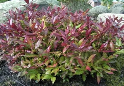 Produktbild von Leucothoe walteri Scarletta ® / Zeblid - Traubenheide - Traubenmyrte - Lorbeerkrüglein - 30-40cm