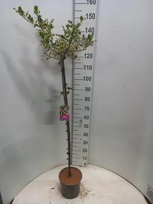 Immagine prodotto di Ilex ‘Argentea Marginata’ - Agrifoglio | 100 cm in vaso