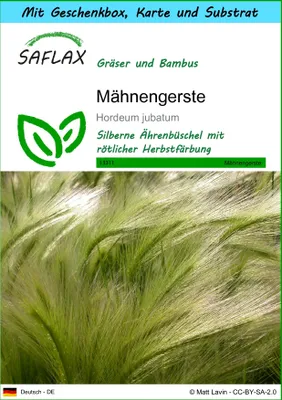 Produktbild von SAFLAX Geschenk Set - Mähnengerste - Hordeum jubatum - 70 Samen - Mit Geschenkbox, Versandaufkleber, Geschenkkarte und Anzuchtsubstrat