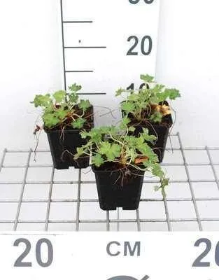 Image de 6 x Geranium oxon. 'Claridge Druce' - Bec de cigogne- Pot 9 x 9 cm