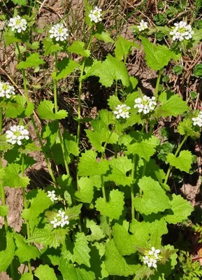 Produktbild von Alliaria petiolata Samen, 50 Stück, Küchenkraut mit pfeffrig-knoblauchartigem Geschmack, 40-50 cm hoch