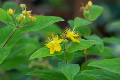 Produktbild von Hypericum perforatum, Johanniskraut, gelb, ca. 9x9 cm Topf