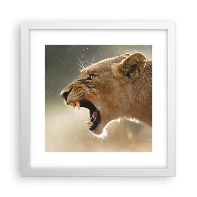 Produktbild von Gerahmtes Poster - Weißer Rahmen - Löwe Löwin Reißzähne - 30x30 cm - Wand Bild - Wanddeko - Wandbilder - Kunstposter - Wandposter - Bilderrahmen - Bilder - Kunstdruck - Wandbild - P2WAC30x30-4137