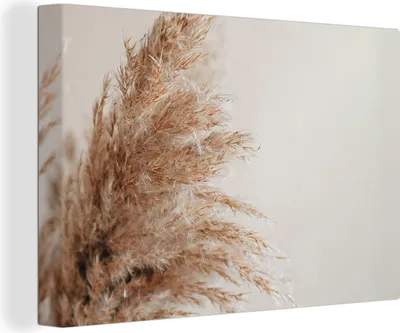 Produktbild von MuchoWow® - Leinwandbilder - Gras - Pflanzen - Natur - Pampasgras, Wandbild, Wanddeko Bilder Wohnzimmer, 90x60 cm