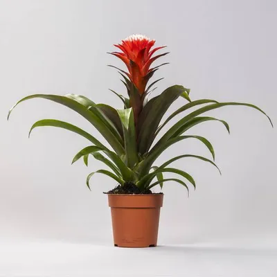 Image de Broméliacée Guzmania Hope, plante d'intérieur, Ø12cm, 40cm, plante à fleurs