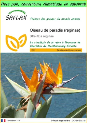 Image de SAFLAX Garden to go - Oiseau de paradis (reginae) - 5 graines - Strelitzia